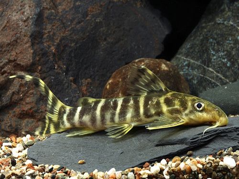 Synodontis brichardi снимка