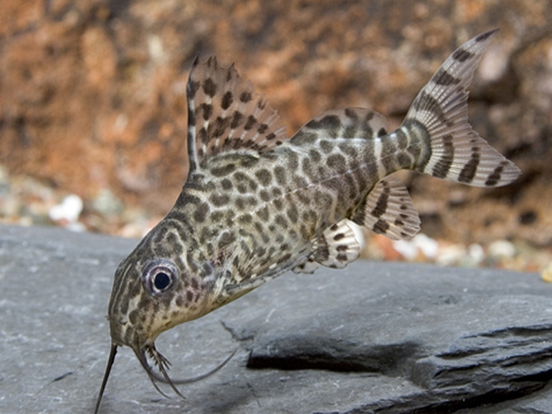 Synodontis eupterus (Boulenger, 1901) снимка