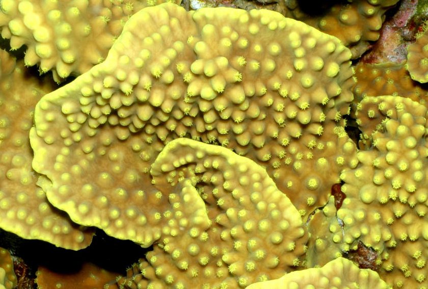 Turbinaria sp