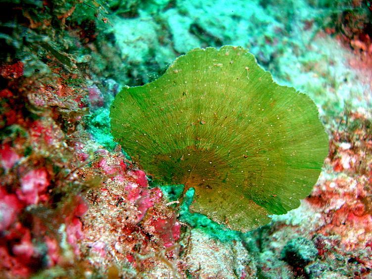 Udotea sp.