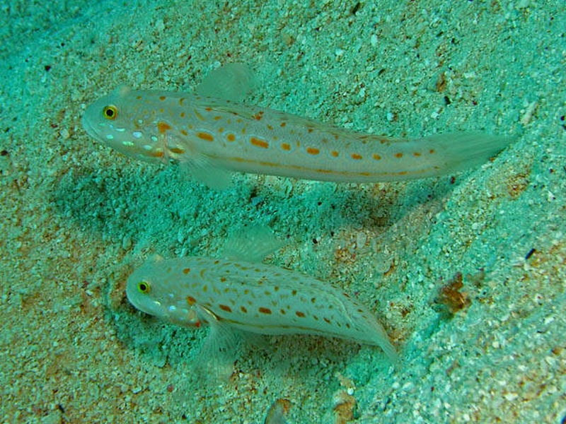 Valenciennea puellaris (Tomiyama, 1956) снимка