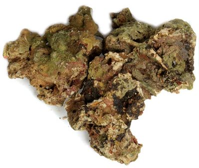 Vanuatu Live Rock 