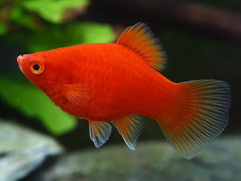 Xiphophorus maculatus  (Günther, 1866)