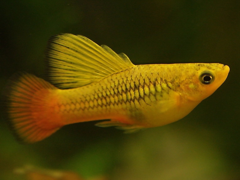 Xiphophorus variatus  (Meek, 1904)