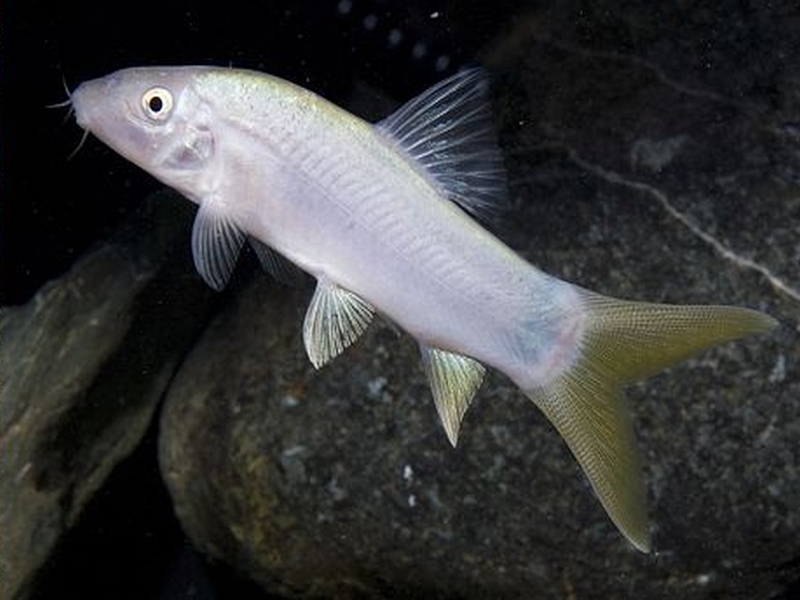 Yasuhikotakia lecontei  (Fowler, 1937)