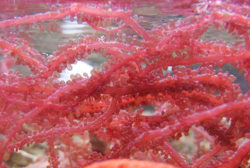 Botryocladia sp.