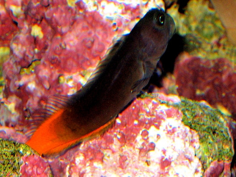 Ecsenius bicolor (Day, 1888)