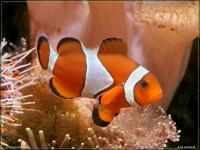 Снимка на Amphiprion ocellaris  (Cuvier, 1830)