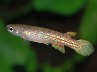 Снимка на Anablepsoides beniensis  (Myers, 1927)