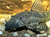 Снимка на Ancistrus cirrhosus  (Valenciennes, 1836)