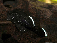Снимка на Ancistrus dolichopterus  (Kner, 1854)