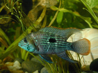 Снимка на Andinoacara rivulatus (Günther, 1860)