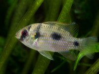 Снимка на Anomalochromis thomasi  (Boulenger, 1915)