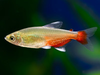 Снимка на Aphyocharax rathbuni  (Eigenmann, 1907)