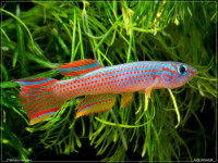 Снимка на Aphyosemion striatum  (Boulenger, 1911)