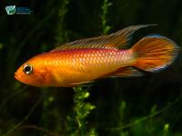 Снимка на Apistogramma agassizii  (Steindachner, 1875)