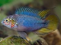 Снимка на Apistogramma borellii  (Regan, 1906)