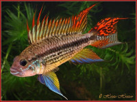 Снимка на Apistogramma cacatuoides  (Hoedeman, 1951)