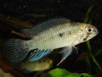 Снимка на Apistogramma commbrae  (Regan, 1906)