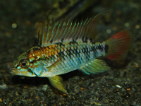 Снимка на Apistogramma macmasteri (Kullander, 1979)