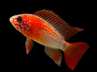 Снимка на Apistogramma viejita (Kullander, 1979)