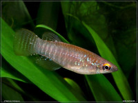 Снимка на Aplocheilichthys spilauchen  (Dumeril, 1861)