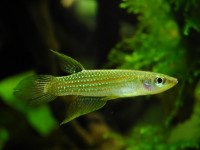 Снимка на Aplocheilus blockii  (Arnold, 1911)