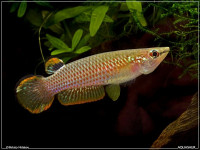 Снимка на Aplocheilus panchax  (Hamilton, 1822)