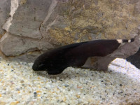 Снимка на Apteronotus albifrons  (Linnaeus, 1766)
