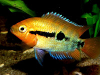 Снимка на Archocentrus multispinosus  (Günther, 1867)