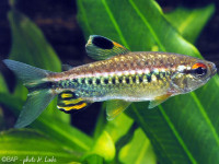 Снимка на Arnoldichthys spilopterus  (Boulenger, 1909)