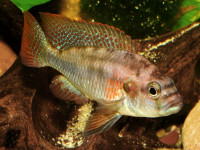 Снимка на Astatotilapia burtoni  (Günther, 1894)