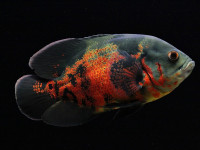 Снимка на Astronotus ocellatus  (Agassiz, 1831)