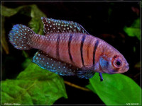 Снимка на Austrolebias alexandri  (Castello & Lopez, 1974)