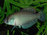 Снимка на Austrolebias bellottii  (Steindachner, 1881)