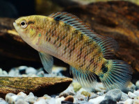 Снимка на Badis badis  (Hamilton, 1822)