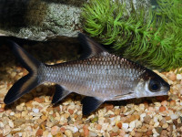 Снимка на Balantiocheilos melanopterus  (Bleeker, 1850)