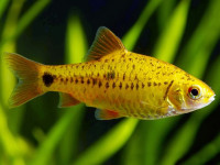Снимка на Barbodes semifasciolatus (Günther, 1868)
