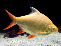 Снимка на Barbonymus schwanenfeldii (Bleeker, 1854)