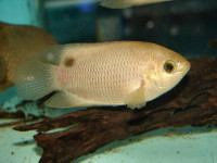 Снимка на Belontia hasselti  (Cuvier, 1831)