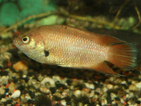 Снимка на Belontia signata  (Günther, 1861)