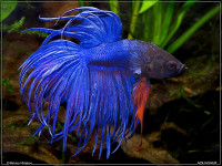 Снимка на Betta splendens  (Regan, 1910)
