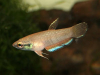 Снимка на Betta taeniata  (Regan, 1910)