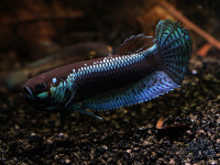 Снимка на Betta unimaculata  (Popta, 1905)