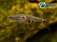 Снимка на Boraras maculatus  (Duncker, 1904)