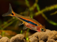 Снимка на Boraras urophthalmoides  (Kottelat, 1991)
