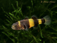 Снимка на Brachygobius doriae  (Gшnther, 1868)