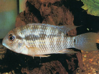 Снимка на Bujurquina syspilus  (Cope, 1872)