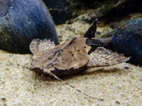 Снимка на Bunocephalus coracoideus  (Cope, 1874)