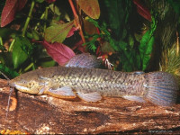 Снимка на Callichthys callichthys  (Linnaeus, 1758)